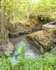 Small stream of water flows through a lush green forest