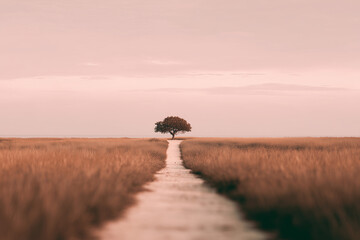 Fototapeta premium Winding Path Through Golden Grass Field Leading to Solitary Tree. isolated on light brown background.