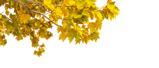 yellow autumn leaves tree branches isolated on white