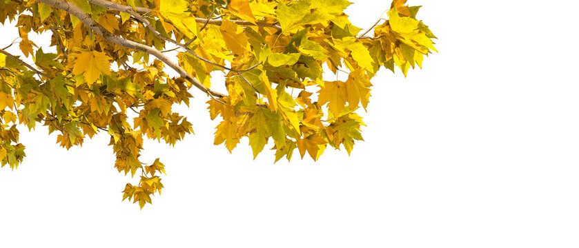 yellow autumn leaves tree branches isolated on white