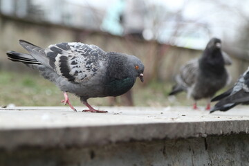 Pigeons on the streets of the city.