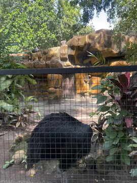 Beautiful Cassowary (kasuari) in a cage of a zoo in the morning, an endemic animal from Papua Indonesia