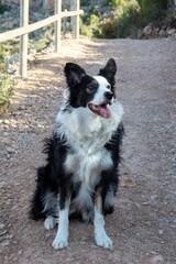 Border Collie Sitting on Rocky Hiking Trail