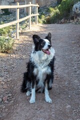 Border Collie Sitting on Rocky Hiking Trail