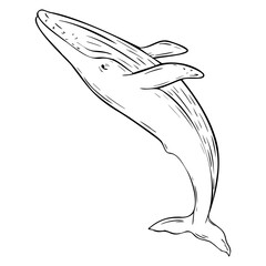 Blue whale, Vector cetaceans fish, Underwater animal outline painted in black and white. Hand drawn illustration of Aquatic placental marine mammal with flippers and tail. Etching of underwater fish.