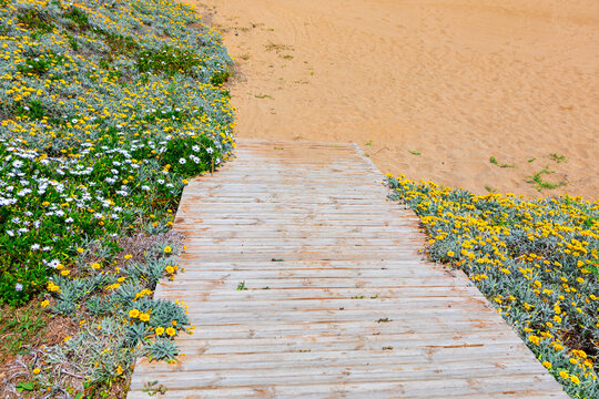 Weathered wooden walkway leads through a vibrant wildflowers, natural pathway to the beach. Wooden planks form a walkway, leading through a meadow of wildflowers to the sandy shore