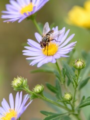 Bee pollinating purple flower in nature close-up photography sunny environment macro view biodiversity
