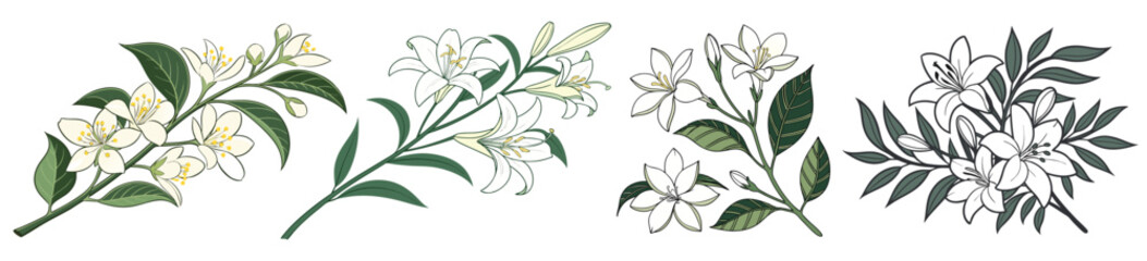 Fototapeta premium Elegant white flowers and leaves botanical art nature drawing vector illustration 