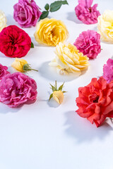 rose flower composition with yellow, pink and red blooms, white background, minimal floral arrangement