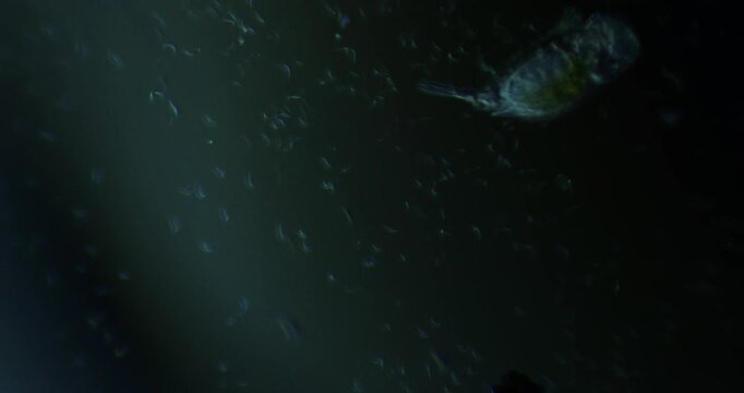 Microscopic paramecium aurelia gliding through dark, particle filled water, revealing intricate movement and cellular dynamics of single celled protozoan life under magnification