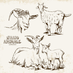 Hand-drawn set in vintage style with different goats on a light background with texture.
