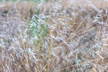 Close-up of dry wild grasses swaying in the wind during late summer