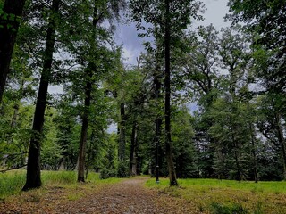 path in the forest