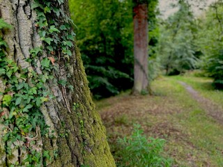Obraz premium footpath in the woods