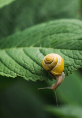 Grape snail (Helix pomatia) on garden flowers. Garden pest. Edible snail. Terrestrial gastropod mollusk of the Helicidae family.