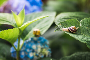 Grape snail (Helix pomatia) on a flowering hydrangea. A garden pest. An edible snail. A terrestrial...