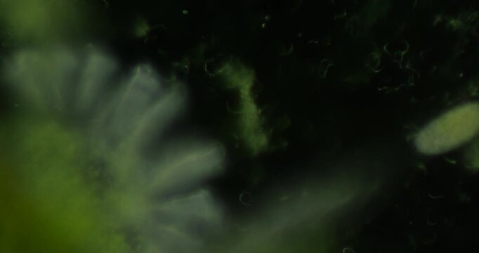 Microscopic vorticella and paramecium organisms swimming dynamically through shadowy water, revealing intricate microworld movement patterns