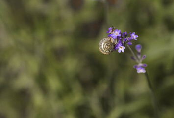 Grape snail (Helix pomatia) on garden flowers. Garden pest. Edible snail. Terrestrial gastropod...