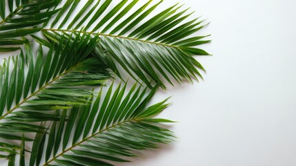 Obraz premium Close-up of vibrant green palm leaves against a white background, ideal for nature and tropical-themed designs.