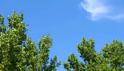 Fototapeta premium Lush green foliage framing a vibrant blue sky