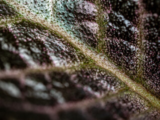 Colorful pattern and soft fur on the leaf surface of the Carpet Plant