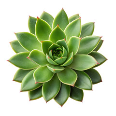 A single succulent plant on transparent background