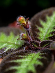 Colorful pattern and soft fur on the leaf surface of the Carpet Plant