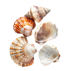 Fototapeta premium Assorted seashells arranged on a black background