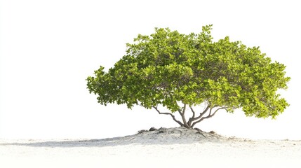 Isolated Green Tree on Sandy Ground
