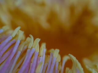 Close-up showing details of the pollen of a Gustavia gracilima flower