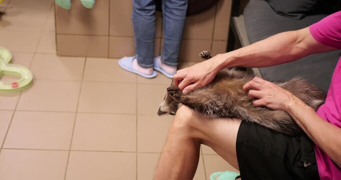 Experienced wildlife caretaker softly petting relaxed raccoon, showing gentle handling and strong human animal connection in professional zoo environment