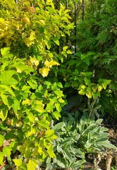 green leaves background
