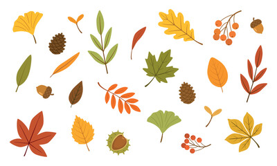 Set of autumn forest leaves from different trees, berries and chestnut