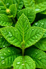 Obraz premium Green Leaf Macro Aesthetic with Dew Drops – Perfect for Print or Web