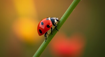 Macro of a red ladybug on a grass blade, soft background