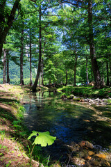 夏の上高地・小梨平キャンプ場で過ごす自然に囲まれた絶景キャンプ