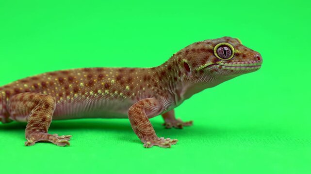 Several brown gecko lizards standing on a bright green background, concept for animal study, herpetology education and chroma keying
