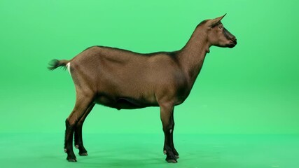 Brown goat standing still against a vibrant green backdrop, concept for educational videos, farm animal documentaries, and agricultural presentations