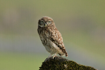 Little owl looking at the viewer