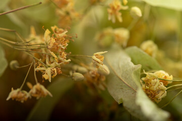 linden tree flower in spring, beautiful linden tree flower in spring during flowering,