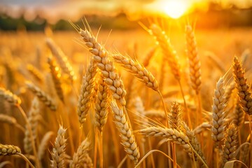 Fototapeta premium Golden Wheat Field at Sunset