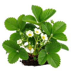 Strawberry plant with green leaves and white flowers showing a small clump of soil isolated on transparent background. PNG die-cut for advertising