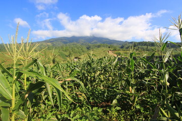 close-up of unripe corn on the tree at corn field in garut indonesia