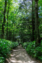 小梨平キャンプ場から明神橋への登山道
