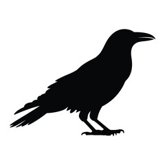 Obraz premium Black Raven Silhouette Standing Profile on White Background Illustration