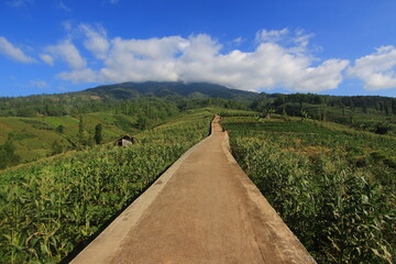 close-up of unripe corn on the tree at corn field in garut indonesia
