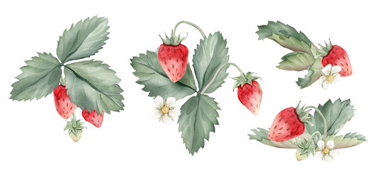 Watercolor set of Wild Strawberry branches individual elements. Woodland strawberry plant leaves and red berries and flowers on isolated background. Vintage hand drawn illustration wild berries.