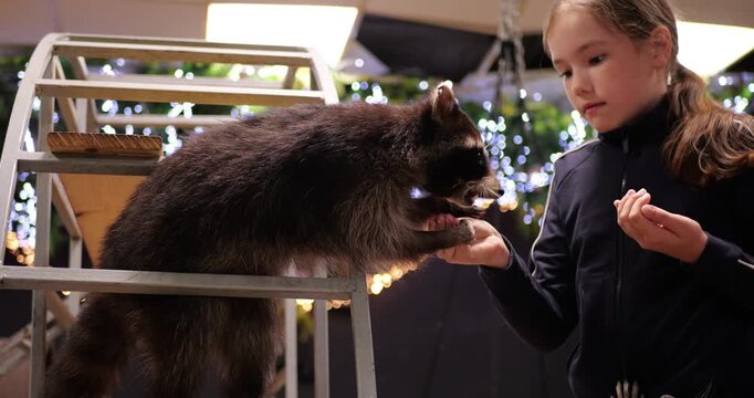 Young performer interacting with raccoon during children's show, sharing lighthearted moment on brightly lit stage with soft background blur