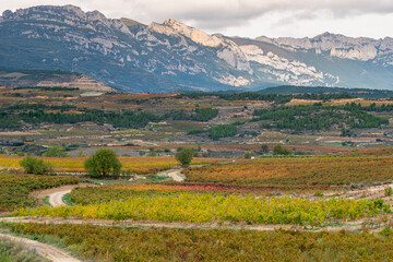 Structured vineyard fields in La Rioja glowing with autumn colors, arranged in curved agricultural lines across warm rural terrain and scenic topographic contrast.