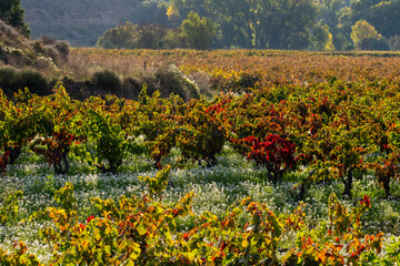 Colorful vineyards arranged in organized autumn rows in La Rioja, Spain, blending natural symmetry, scenic textures and rural design with warmth and golden tones.